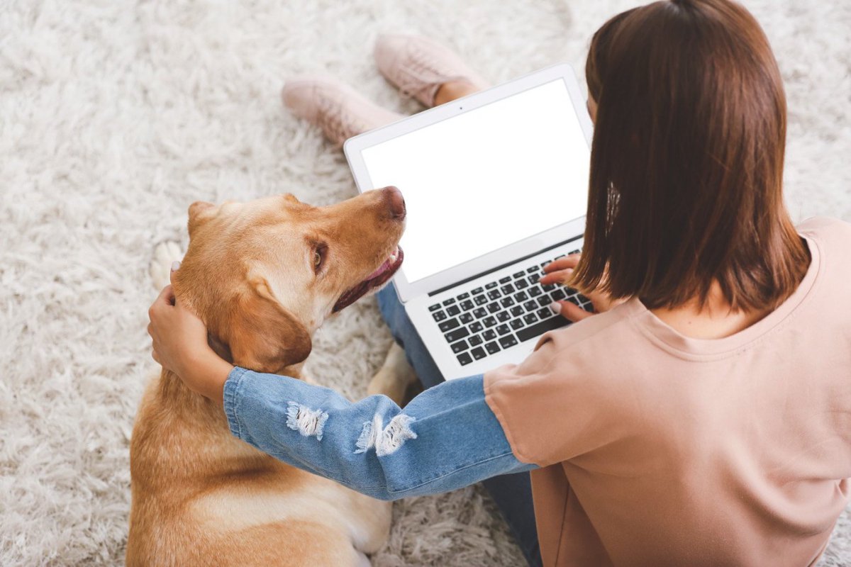愛犬飼育管理士とは？難易度、費用、試験内容までわかる完全ガイド