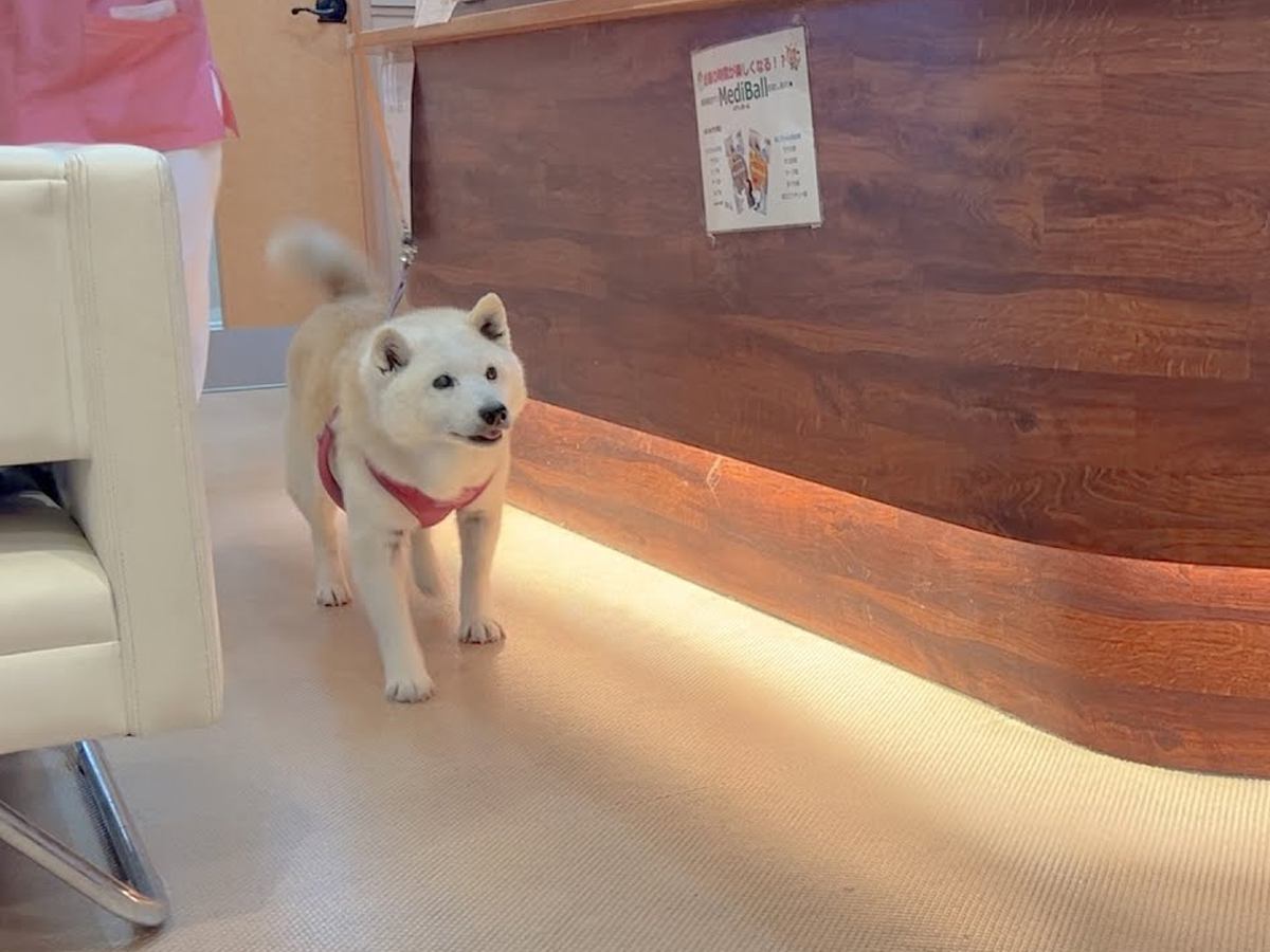 病院に犬を預けて2時間→お迎えに行き、家族を見つけた瞬間…とんでもなく尊い『リアクション』が343万再生「表情豊か過ぎ」「大好きな証拠」