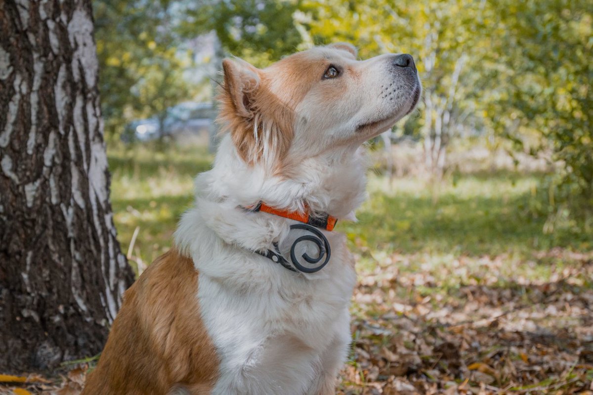 犬が死ぬかもしれない『有害な虫』4選　身近に存在する危険な虫の種類や対策まで