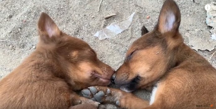 ぴったり寄り添って眠る野良の子犬達はクッキーを食べてくれる？