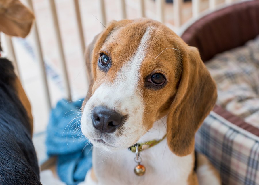 気づいたらボロボロ！犬がケージを齧る理由