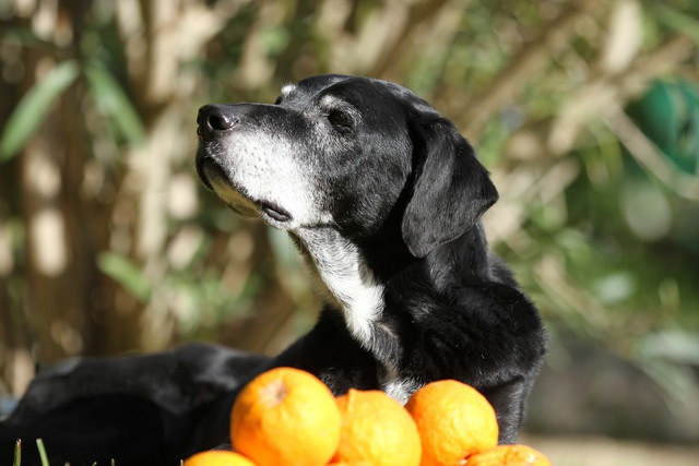 サプリメントは犬の認知症を予防できるのか？という研究結果