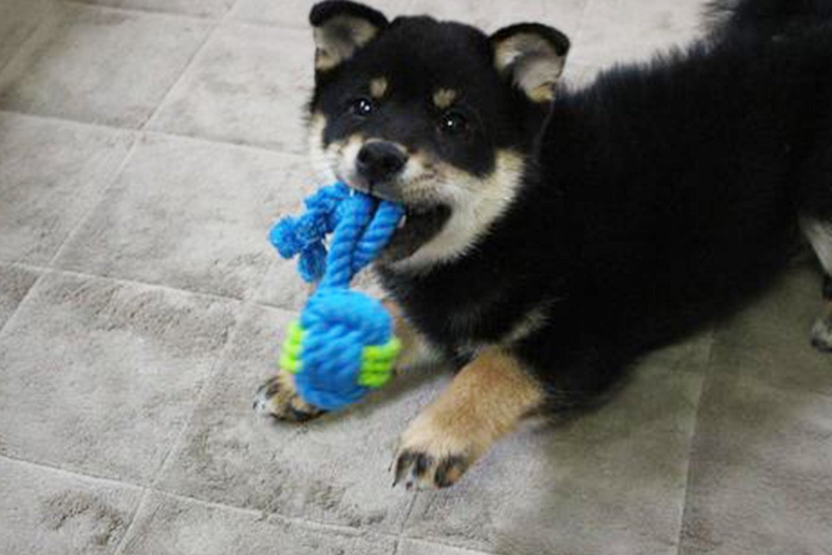 初心者飼い主と柴犬ルークの奮闘記　〜子犬を迎えるまでに必要な物〜