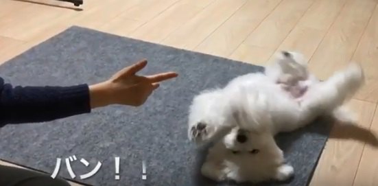 名演技！もふもふ子犬の「やられた～」が最強に可愛い