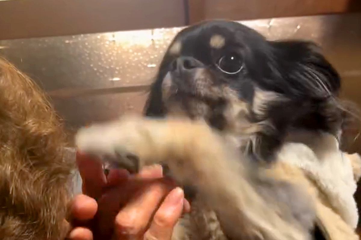 92歳のおばあちゃんにチワワを見せ『犬種はなに？』と質問した結果…想像を超える『まさかの勘違い』に爆笑「かっこいい」「チだけ合ってて草」