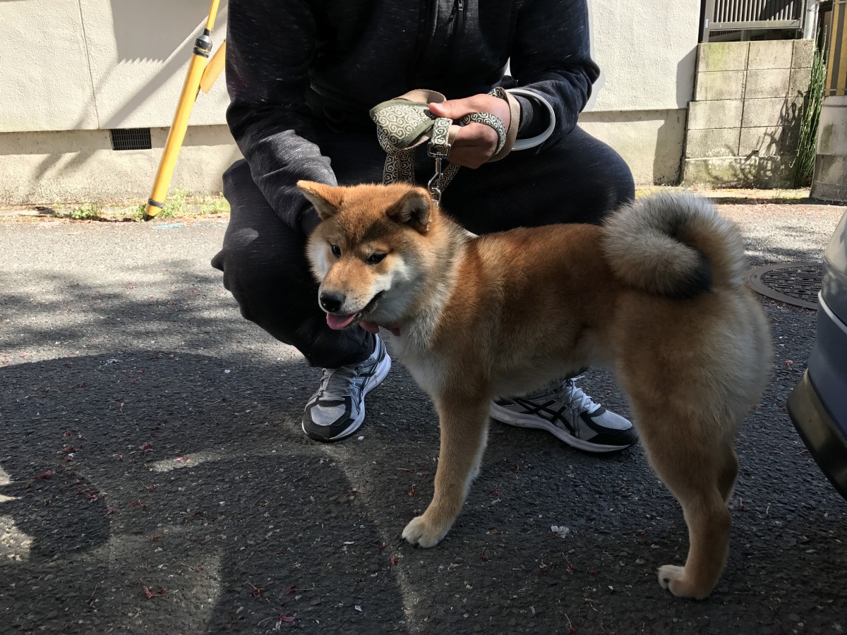 ドッグレスキュー！暴れん坊ジローと飼い主さんを救え！①