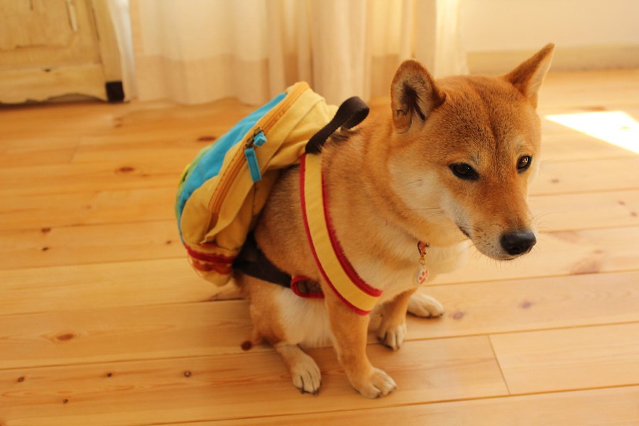 愛犬と充実した1日を過ごすための方法４つ