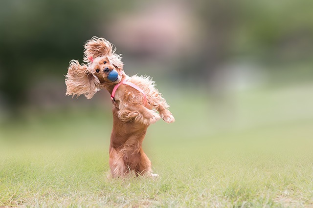 垂れ耳の犬について　生まれた理由や注意したい病気