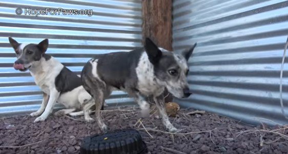 乾燥地帯に捨てられた警戒心の強い親子犬。大暴れの末にようやく保護完了！