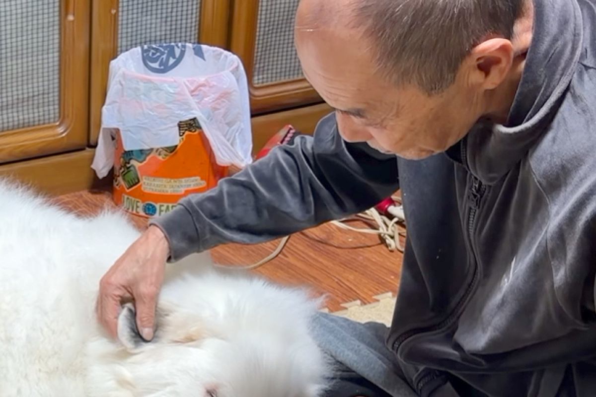 小さなころから遊んでもらっている『おじいちゃん』に会った超大型犬→いつもはしっかり者なのに…『赤ちゃん返りする光景』に反響「なんて可愛いの」