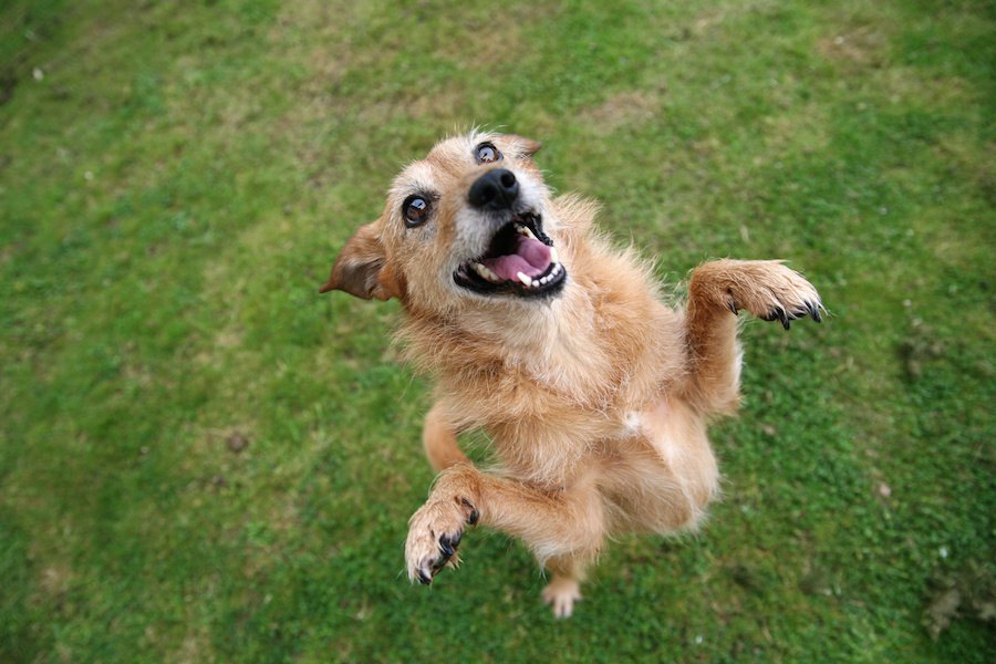 シニア犬にトリックを教えることのメリット