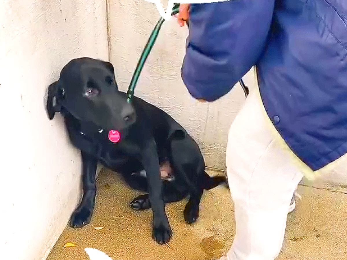 犬が幼稚園に通い始めて10ヶ月…初めての登園からの記録が70万再生を突破「イヤイヤ期からの成長が泣ける」「人間の子供と同じだ」