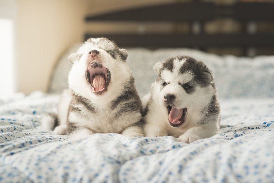 犬が眠る直前に見せる仕草５つ！うとうとする姿が可愛すぎる♡