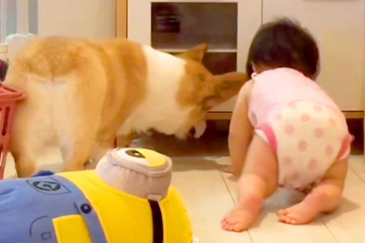 隙間に入ったおもちゃが取れなかった赤ちゃんと犬→成長すると…あまりにも平和な『助け合いの光景』が124万再生「ほっこり」「嬉しそう」