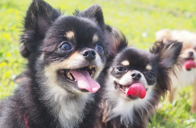 愛犬の口腔ケアで健康チェック！