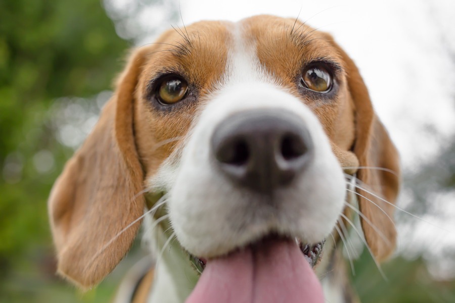 知ってた？愛犬が飼い主を舐めるとき、場所によって意味が異なる！