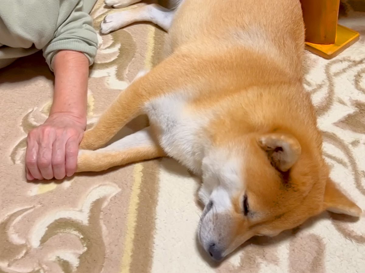 おばあちゃんに犬を預けて買い物へ→家に帰ってくると…あまりにも尊い光景が380万再生「心が温まった」「涙出る」「大好きなの伝わる」と絶賛