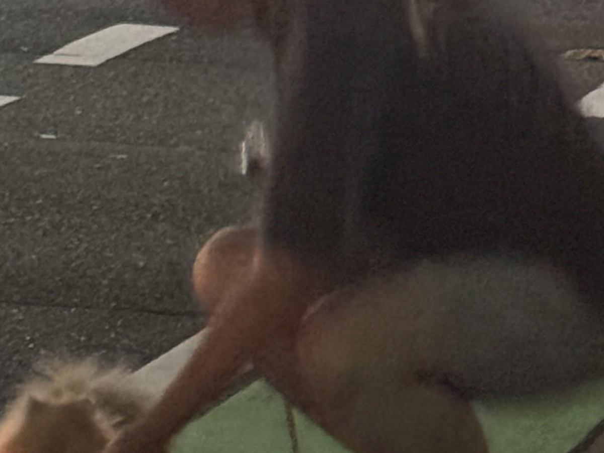 散歩中の犬が『全然抱っこしてくれない』とブチギレていたら、お父さんが…思わず笑う『迅速すぎる対応』が86万表示「残像で草」「プロの動き」