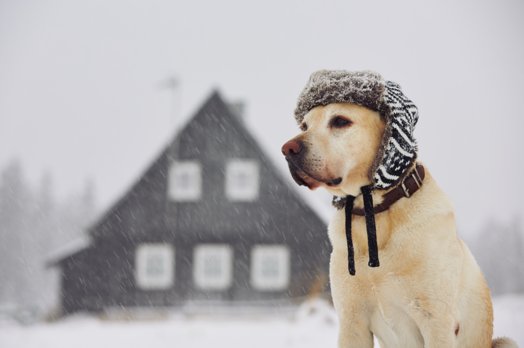 寒い季節の生活習慣が引き起こす！冬に起こりやすい犬の体調不良