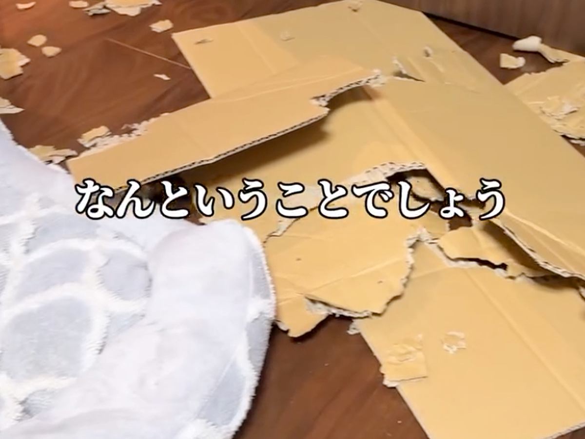 実家に帰省中、2匹の犬をお留守番させた結果…衝撃的な『悲劇のビフォーアフター』に爆笑「派手にやっちゃったｗ」「匠すぎる所業」と14万再生