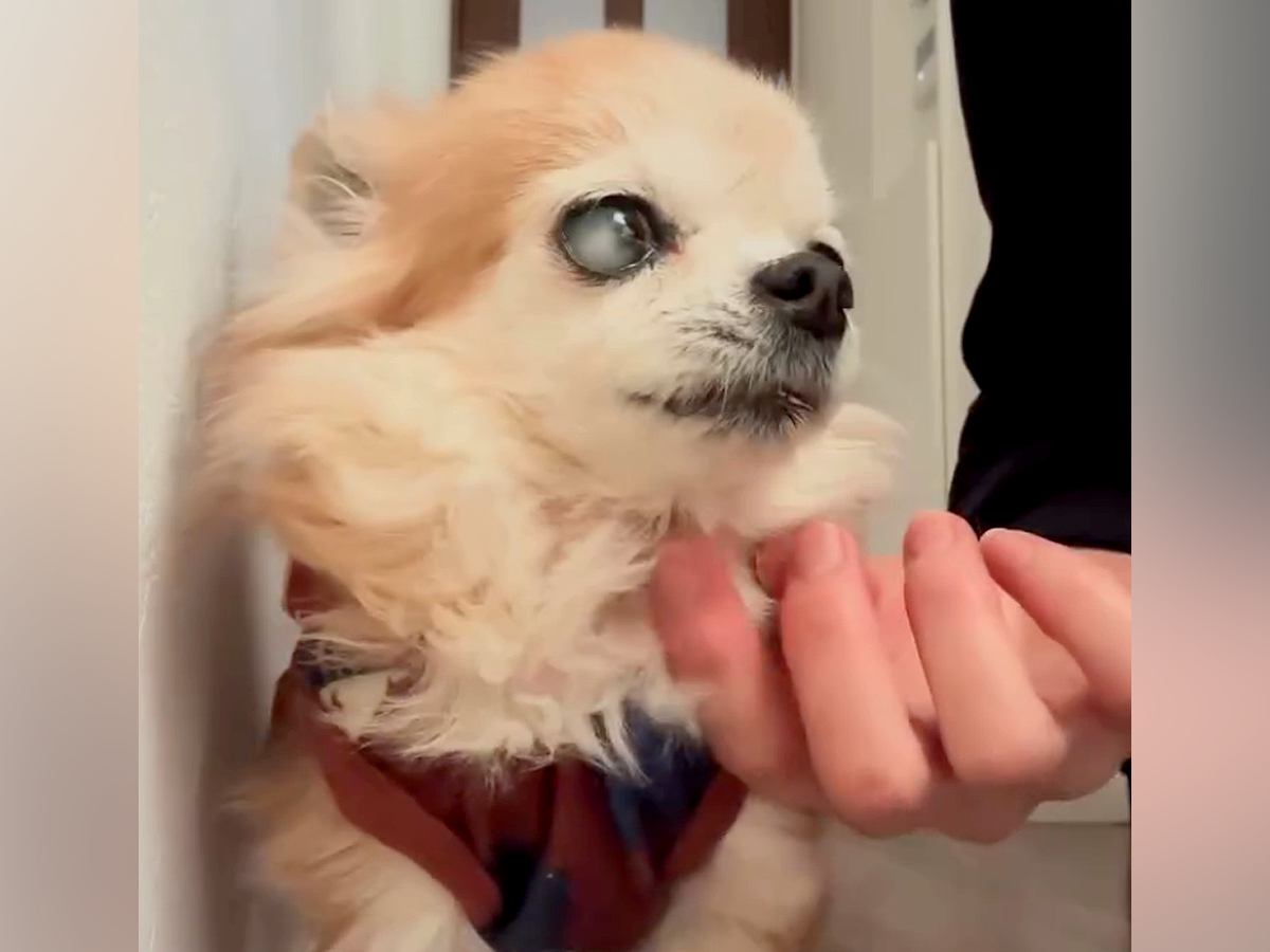 『17年間、犬を育てて分かったこと』高齢犬との暮らしで気付いた『揺るがない事実』に共感の声「愛おしい」「すごくわかる」と19万再生