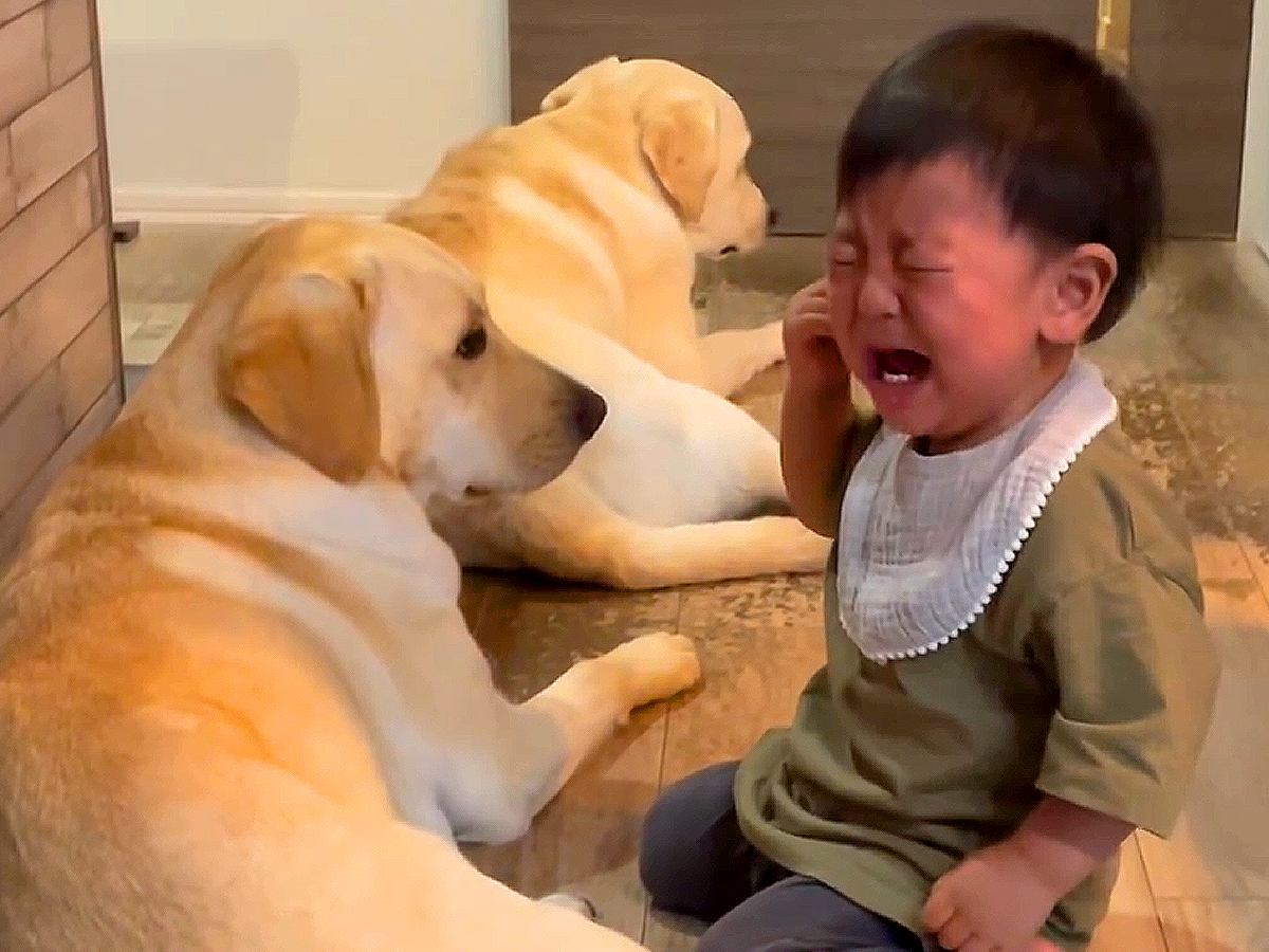 赤ちゃんが大型犬に『愛を伝えようとした』結果…想像以上に痛そうな『思わぬハプニング』が話題に「わんこ気まずそうで草」「困ってるｗｗ」