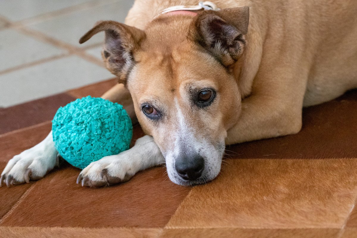 これもシニア犬の魅力！犬が加齢と共に『わがまま・頑固』になる理由と適切な対応