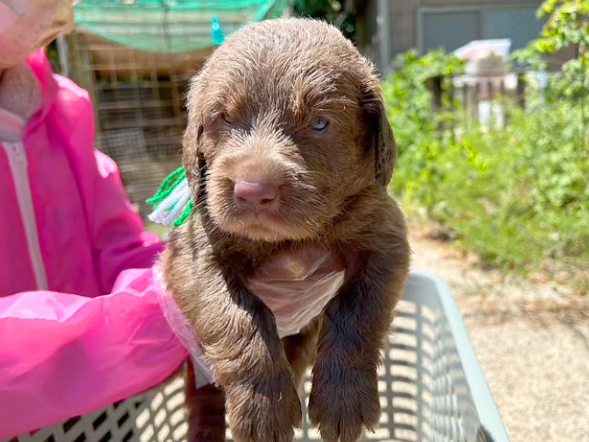 『大型犬を飼うこと』が夢だった夫婦→飼い始めたら、想像よりも大変で…思わず泣ける『１歳を迎えるまでの軌跡』が23万再生「素敵な家族」の声