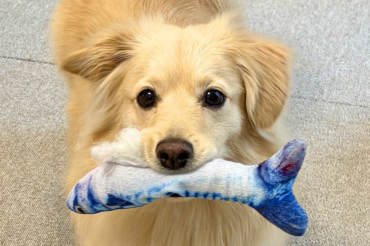 なぜか『魚のおもちゃ』を何度も見せに来る犬→まさかの『策士すぎる思惑』が13万表示「人間がチョロいの知ってて草」「学習能力高いｗ」と絶賛