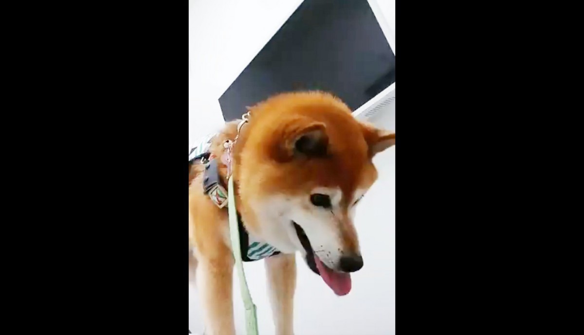 「年だもんねぇ」「いいえ、恐怖感です。」柴犬さんのガクブル動画が話題！