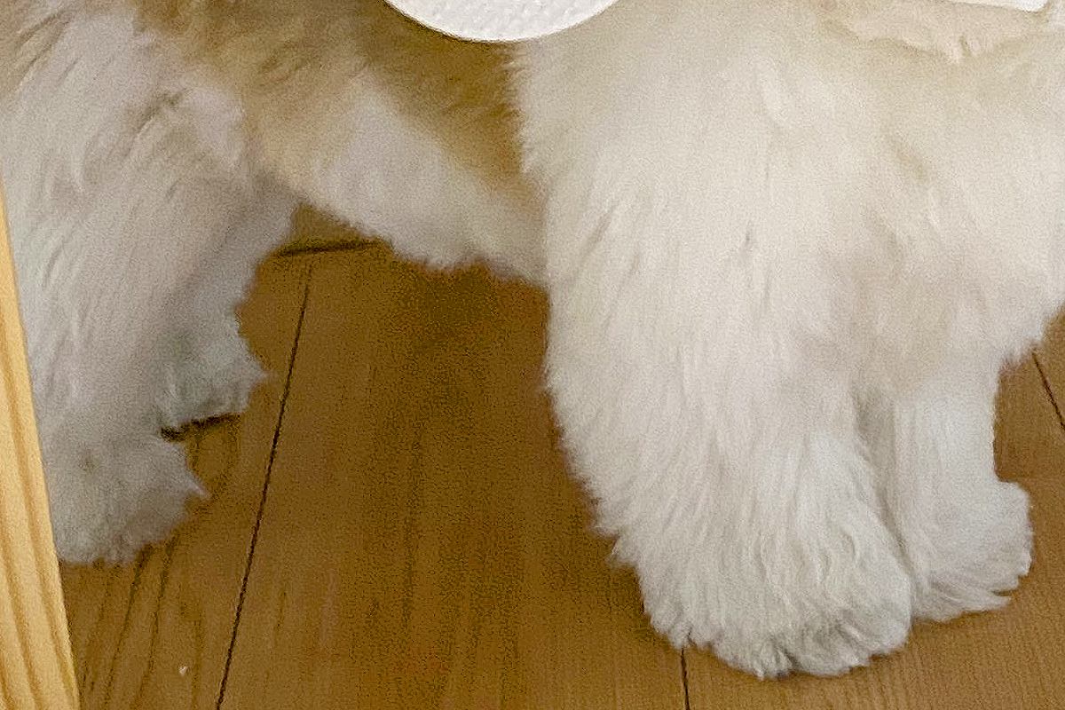 生まれて初めて『地震』を経験した犬→驚き大慌てしてしまい…まさかの行動に大反響「ごはんは大事だもんねｗ」「たまらん可愛さ」と214万表示
