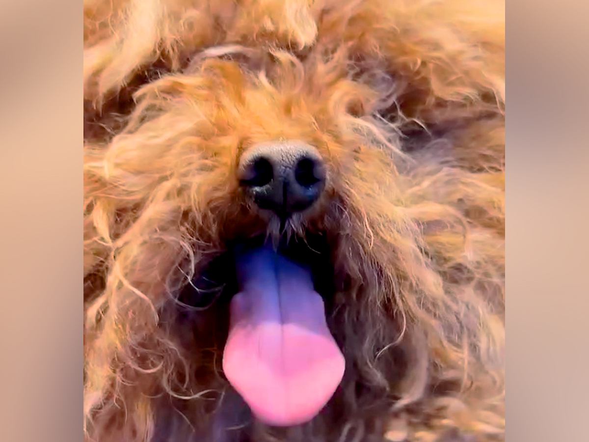 ボサボサで顔が見えなかった犬を保護→トリミングをした結果…まるで別犬のような『衝撃的な変化』と『最高の結末』が４万再生の反響