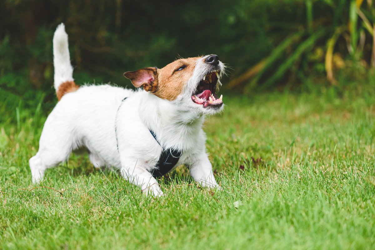 愛犬が攻撃的になっている時の心理とは？適切な対処法からNG行為まで解説