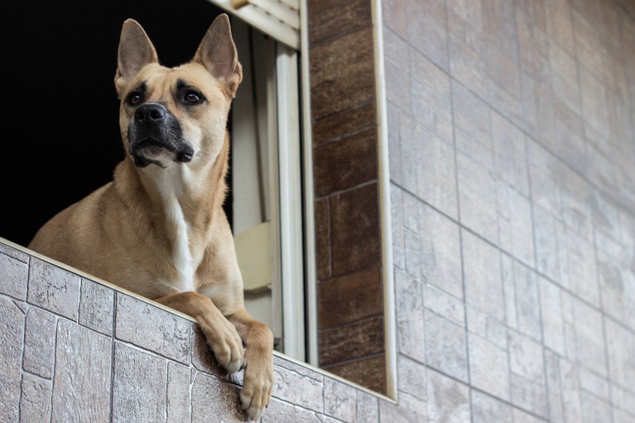 犬はなぜ飼い主の帰宅時間がわかるの？