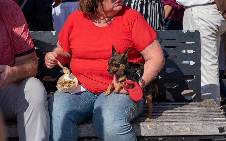 糖尿病の犬の飼い主は同じ病気のリスクが高いという研究結果