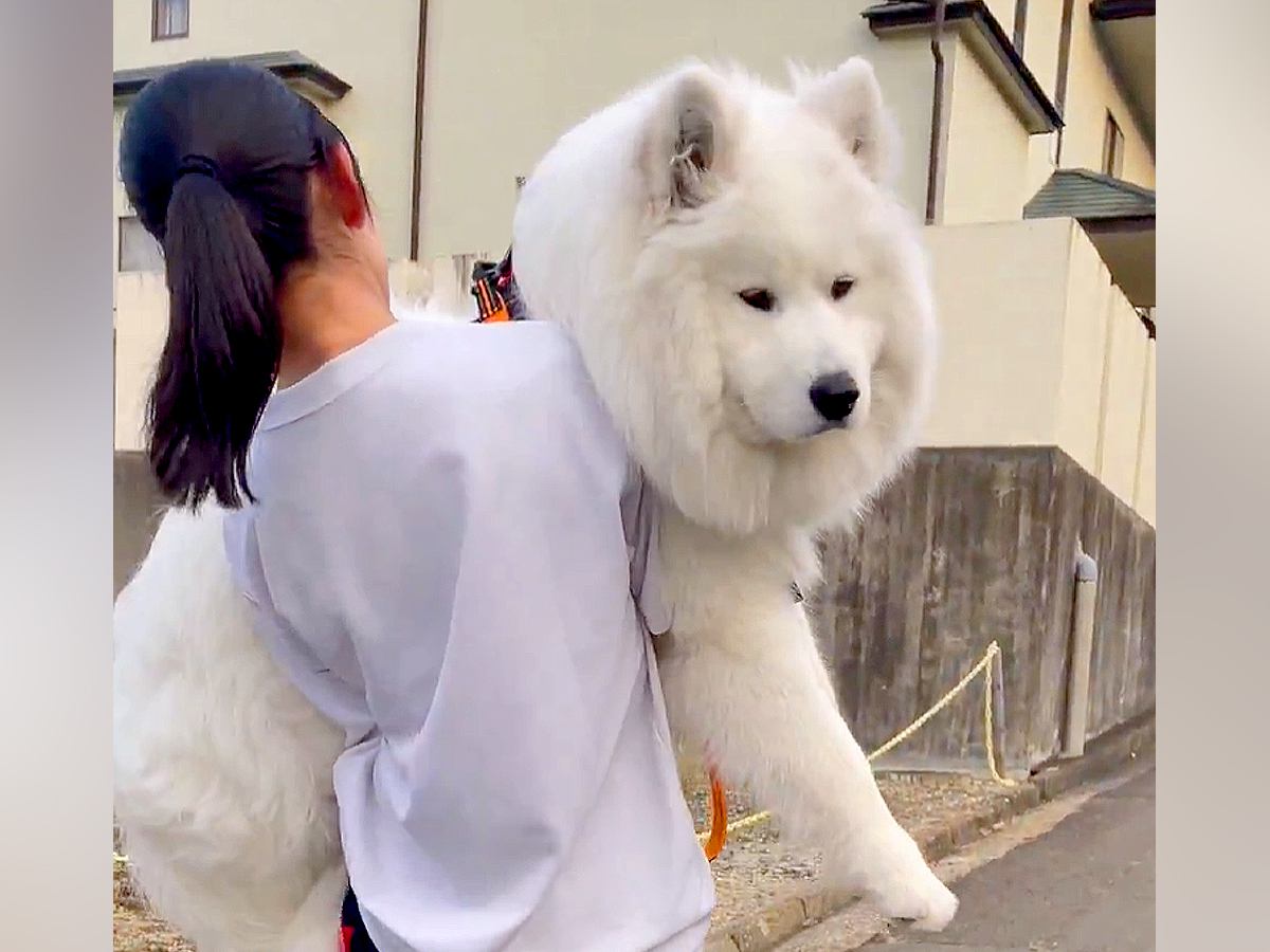 早朝に『散歩拒否』をする大型犬→自分の大きさを『全く理解していない光景』に1万8000いいね集まる「笑顔がｗｗ」「楽しそうで草」と反響