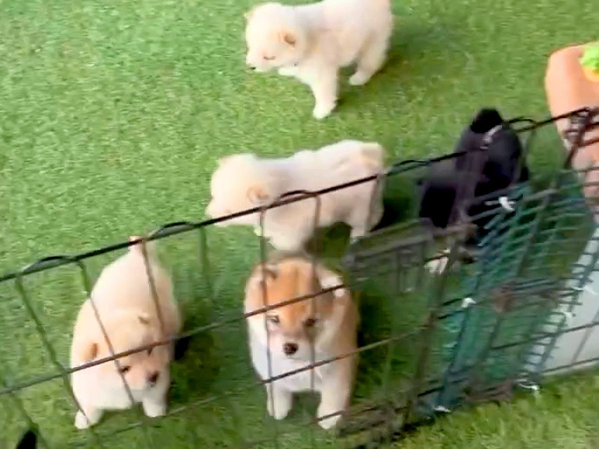 『６匹の赤ちゃん犬』にお出迎えされた結果→反則級に尊い『熱烈歓迎な光景』が61万再生「天使すぎるだろ…」「柴犬パラダイス」と悶絶の声