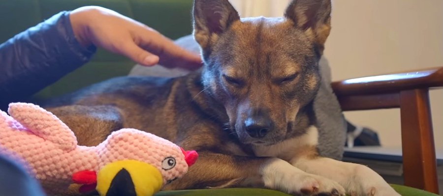 寝落ちの瞬間♡マッサージでうっとりしちゃう保護犬くん「男同士の幸せな時間」「気持ちよさそう」