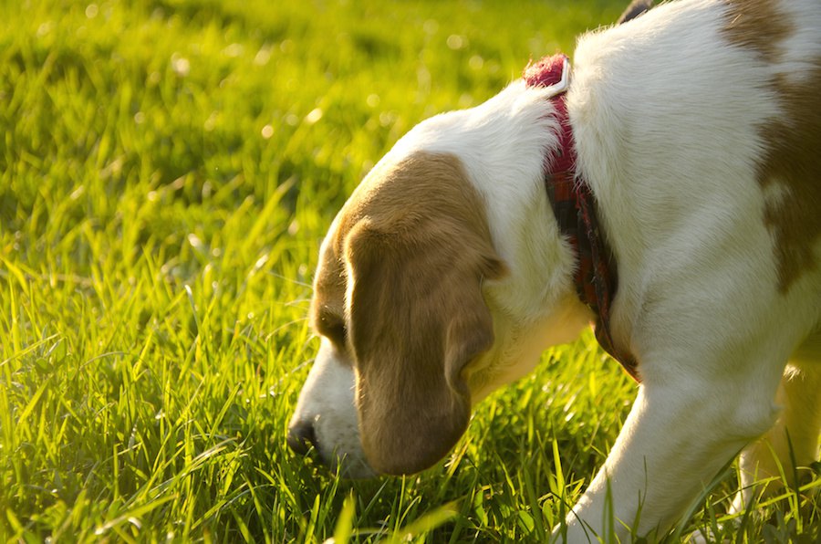 犬が電柱を嗅ぐ理由とは？実は気を付けた方がいい！