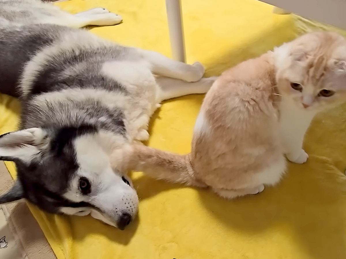 寝転がっている大型犬→目の前で『猫が強烈なオナラをした』結果…あまりのニオイで見せた反応が12万再生「お気の毒ｗｗ」「わざとかな？ｗ」