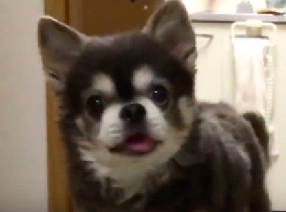 犬のお尻が好きな人集まれ！可愛すぎるチワワのプリケツ