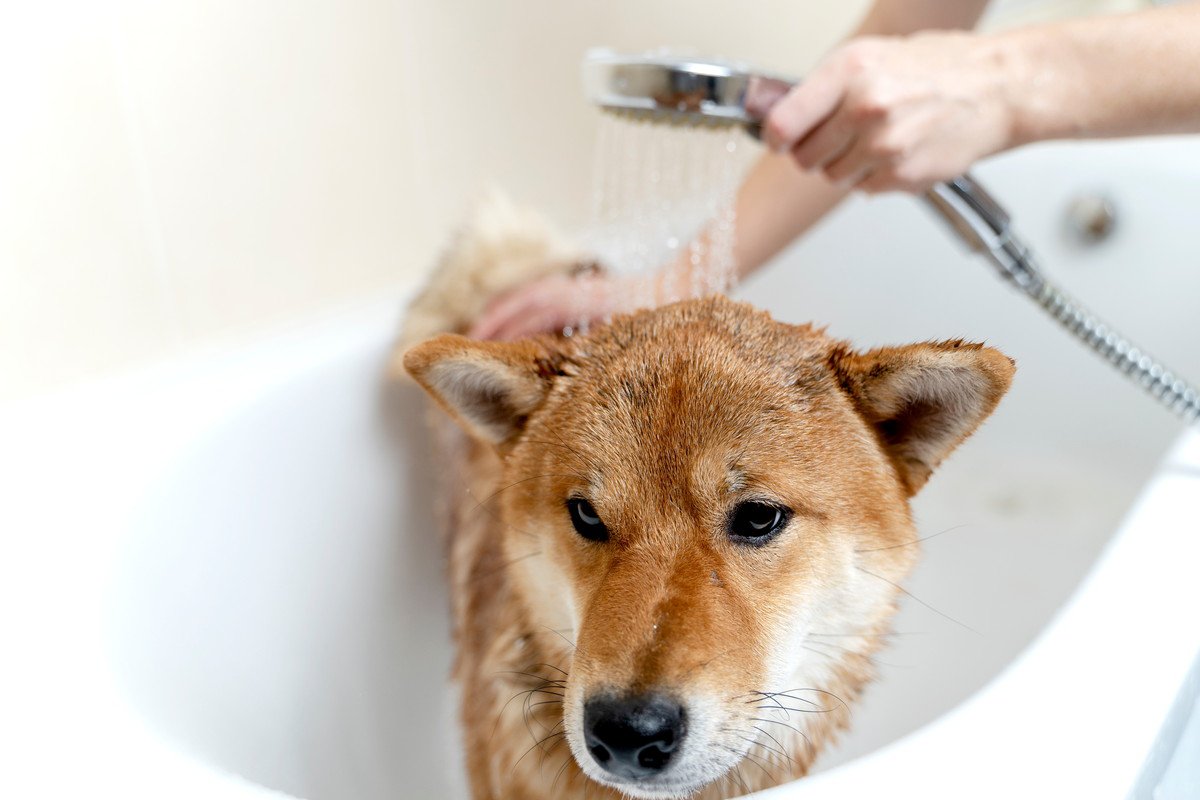 犬は『毎日お風呂』にいれてはいけないの？ 与えてしまう悪影響から正しい頻度・方法まで