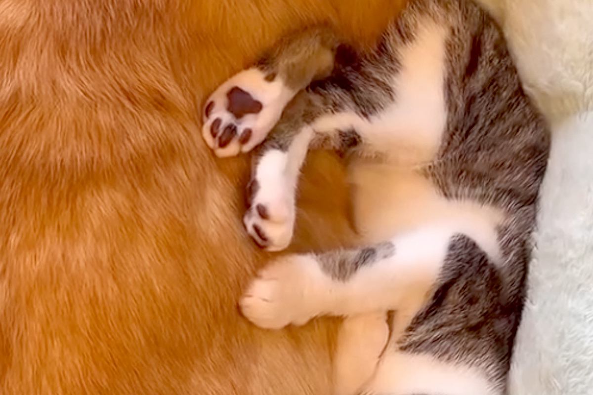 子猫が『犬に育てられた』結果→完全に心を許していて…まるで本当の親子のような『尊すぎる寝姿』に悶絶「すごく可愛い」「安心なんでしょうね」