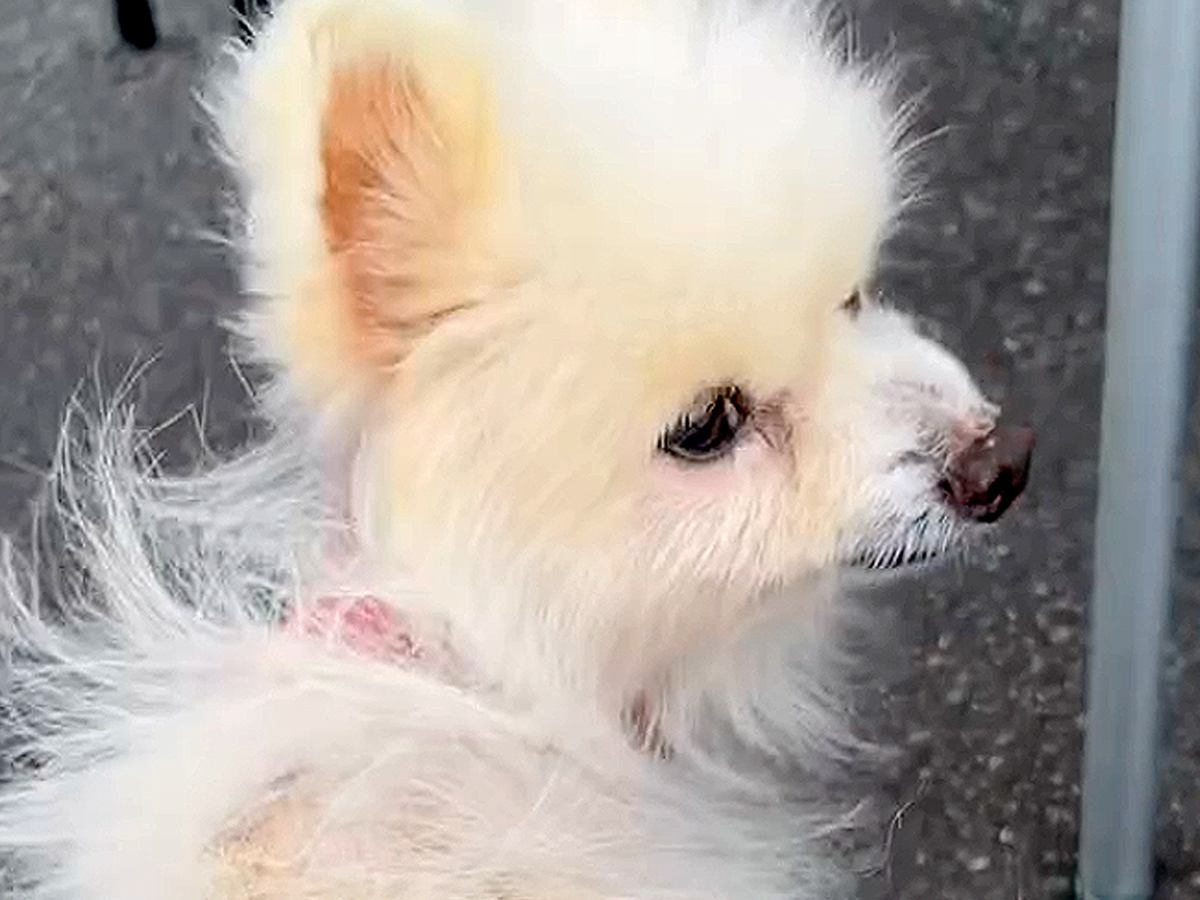 押し入れに閉じ込められ、置き去りにされた『14歳のボロボロ老犬』を保護…涙あふれる『ビフォーアフター』に反響「心が痛い」「幸せに」