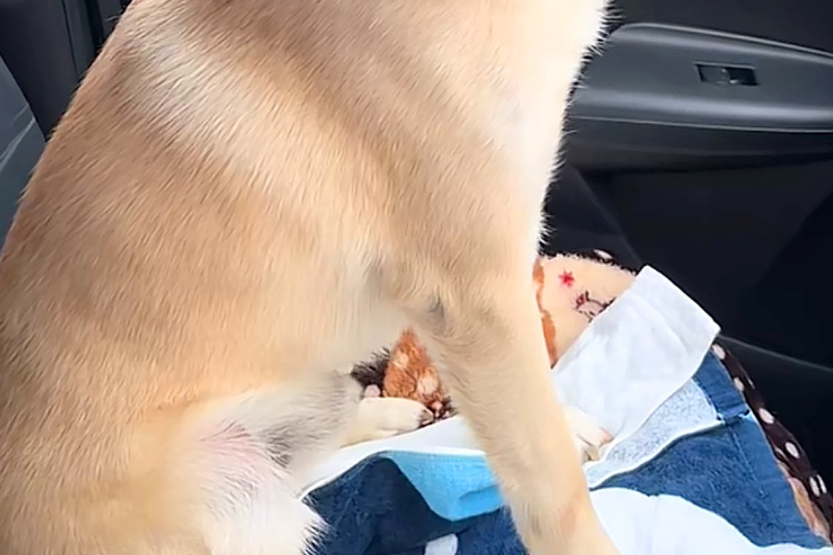 車の助手席に座る犬に『今日は病院行くで』と言った結果→わかりやす過ぎる『怖がり方と表情』が42万再生「バンビ状態ｗ」「抱きしめたい」