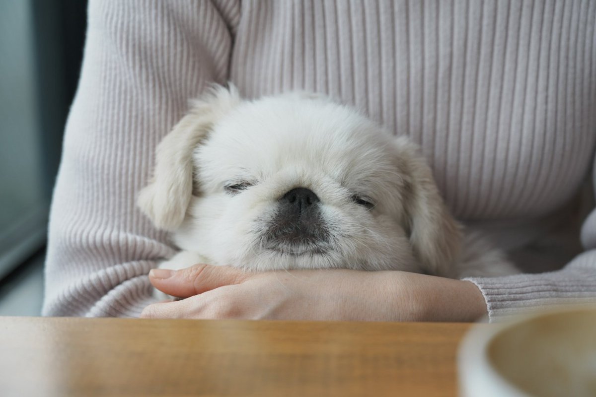 「犬生初めてのカフェでお利口に爆睡する子犬」幸せそうな寝顔が可愛すぎると絶賛の声続々　2.6万いいねを集める