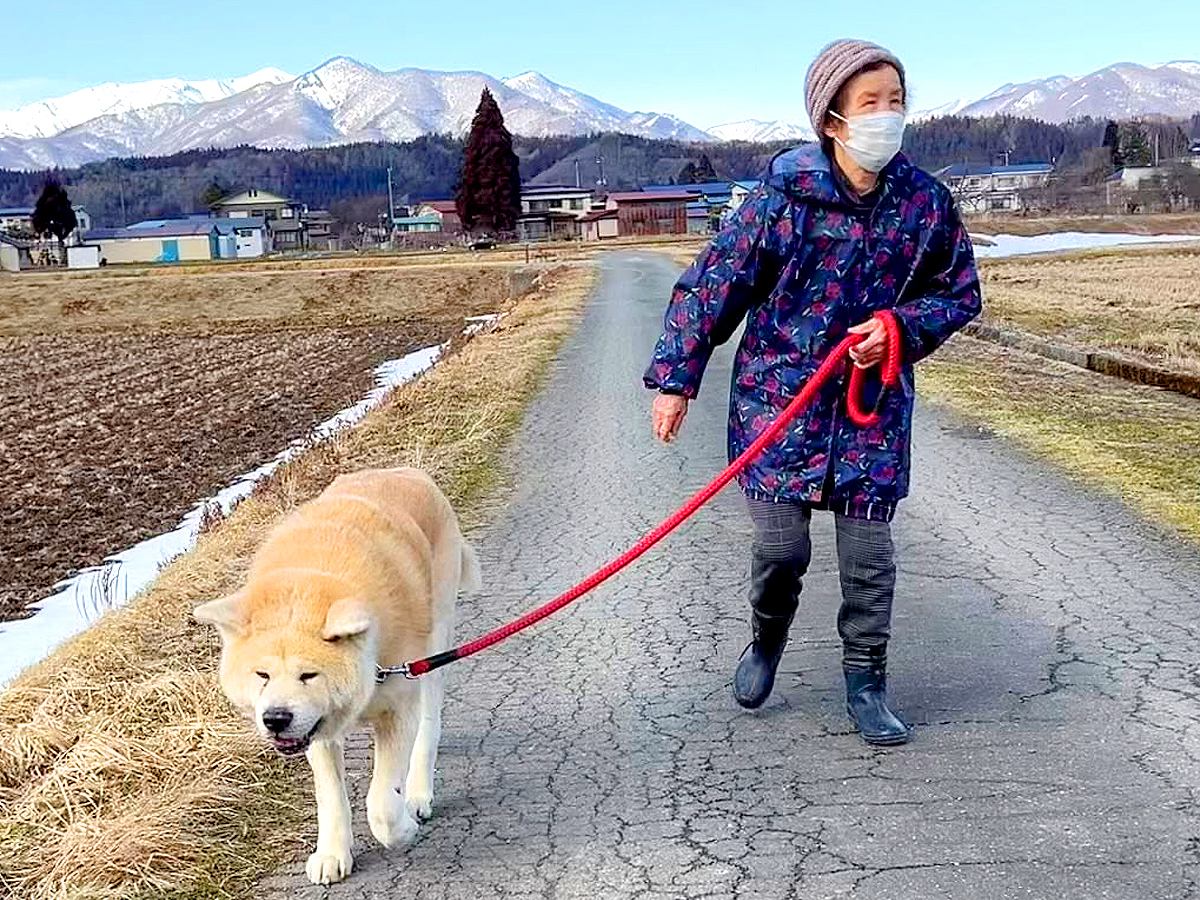 おばあちゃんが『秋田犬と散歩に出かけた』結果…とんでもなく尊い『ペースを合わせる光景』が38万再生「ほのぼのして尊い」「最高のお散歩」