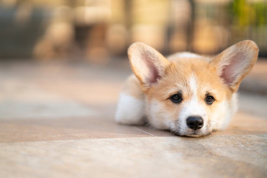 犬が認識しやすい『ワード』5選　特定の言葉を覚えさせるために必要なトレーニングとは？