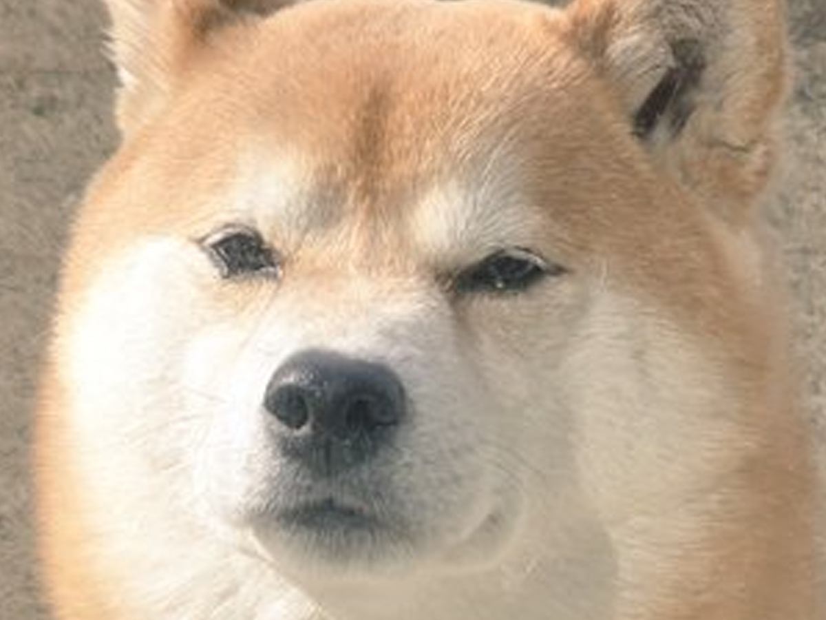 『寒いし閉めちゃうからね』頑なに家に入らない犬→そのまま窓を閉めてみた結果…『まさかの表情』に９万いいね「顔ｗ」「多分開けても入らない」