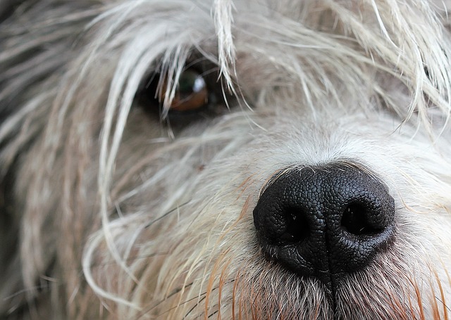 犬と亜鉛の関係性！わんこの健康に不可欠なミネラルの働き